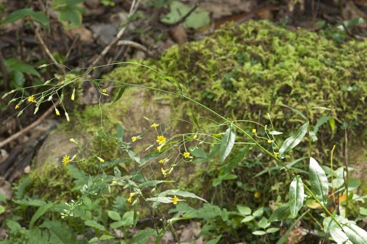 Hieracium paniculatum 6