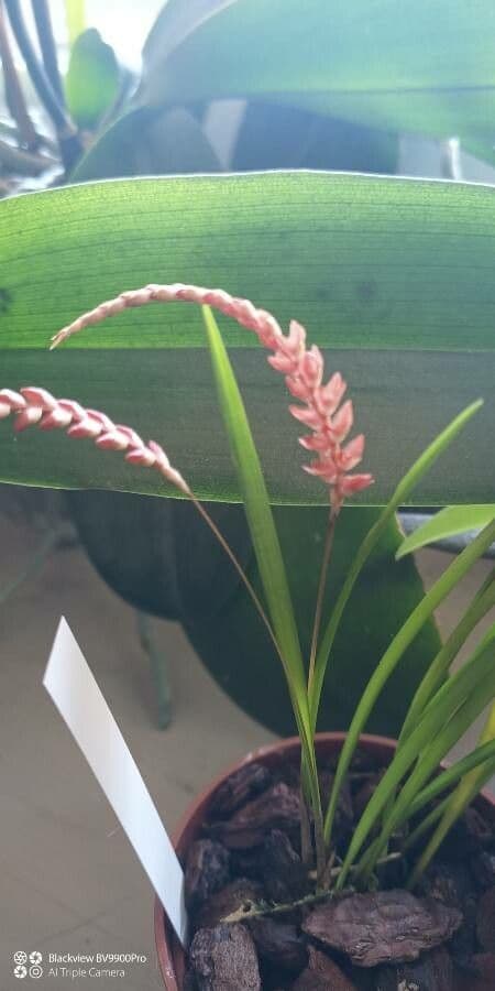Dendrochilum