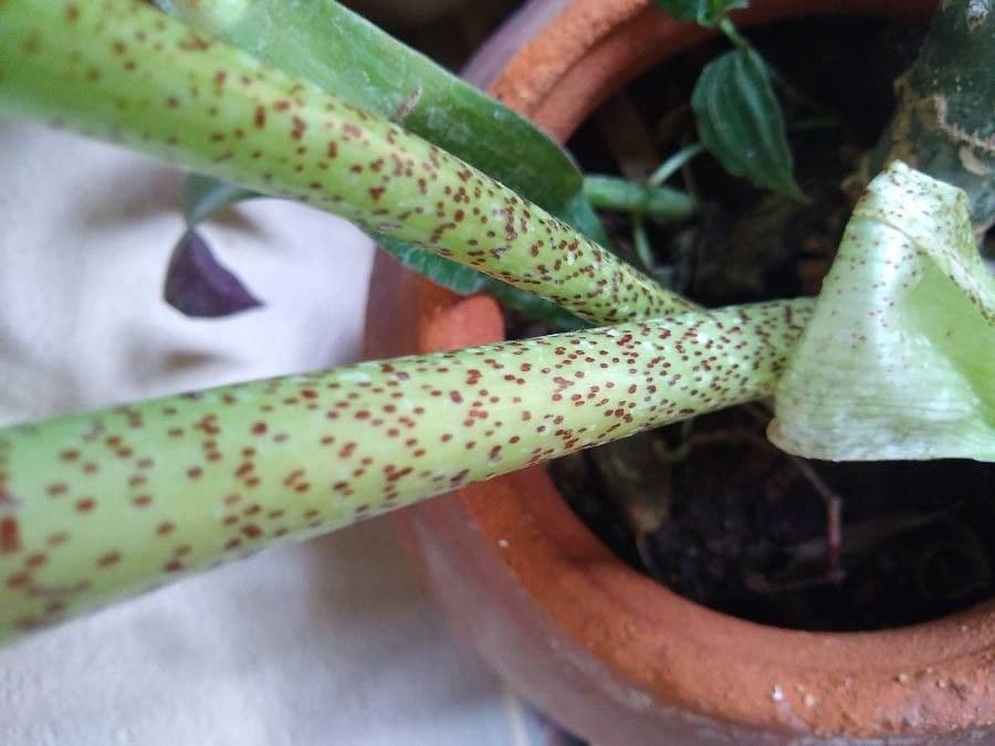 Scadoxus 25