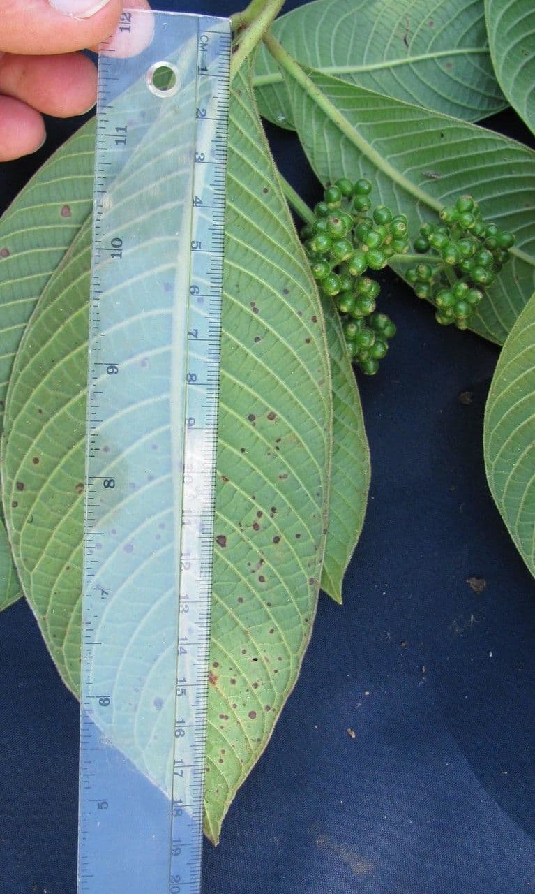 Psychotria 4