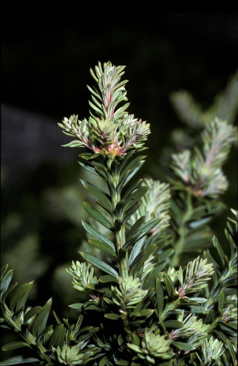 Podocarpus nivalis 11