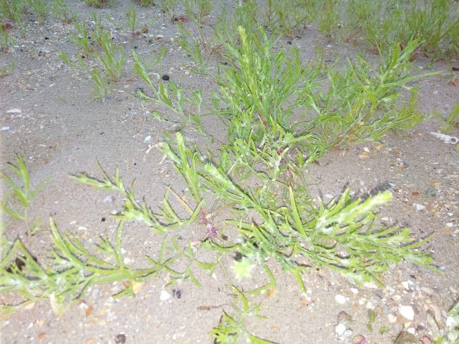 Corispermum di Pallas 12