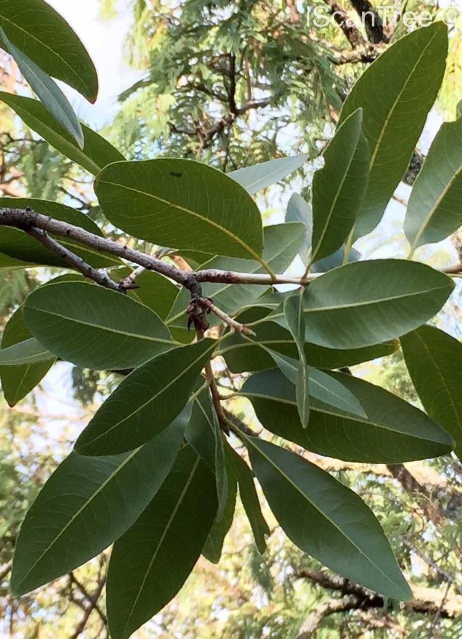 Ochna pulchra 12