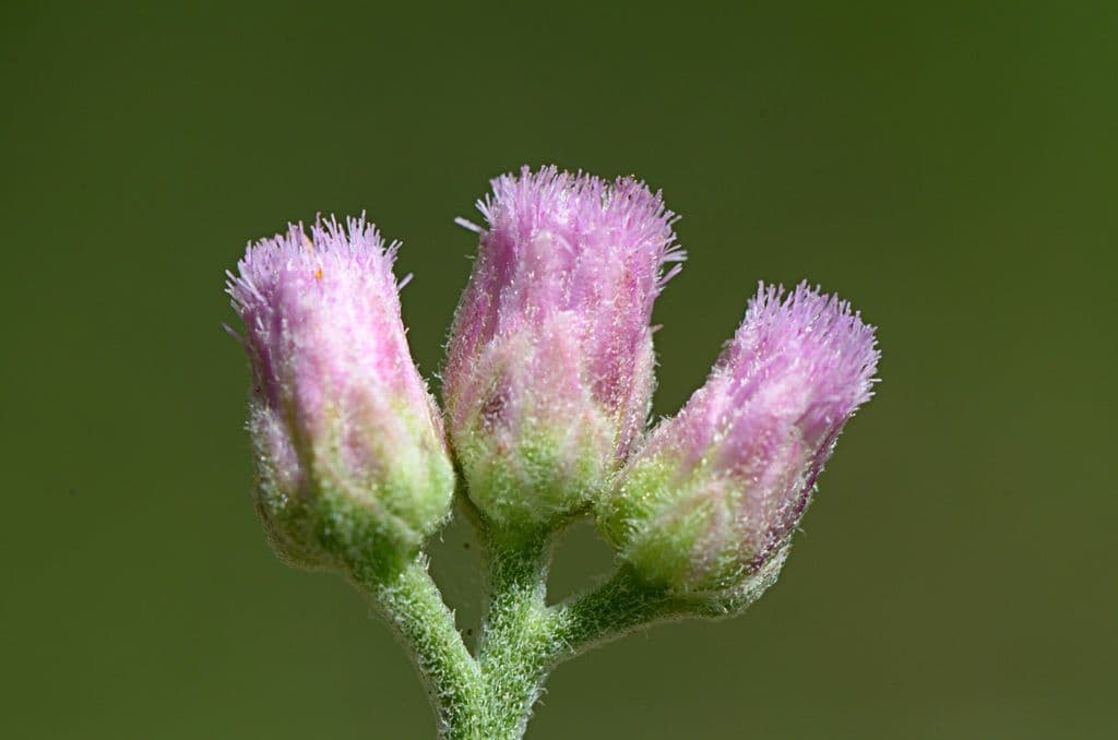 Pluchea canforata 2