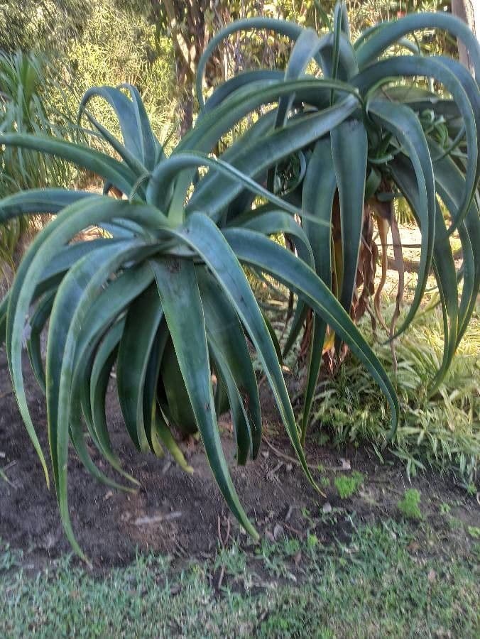Aloe 10