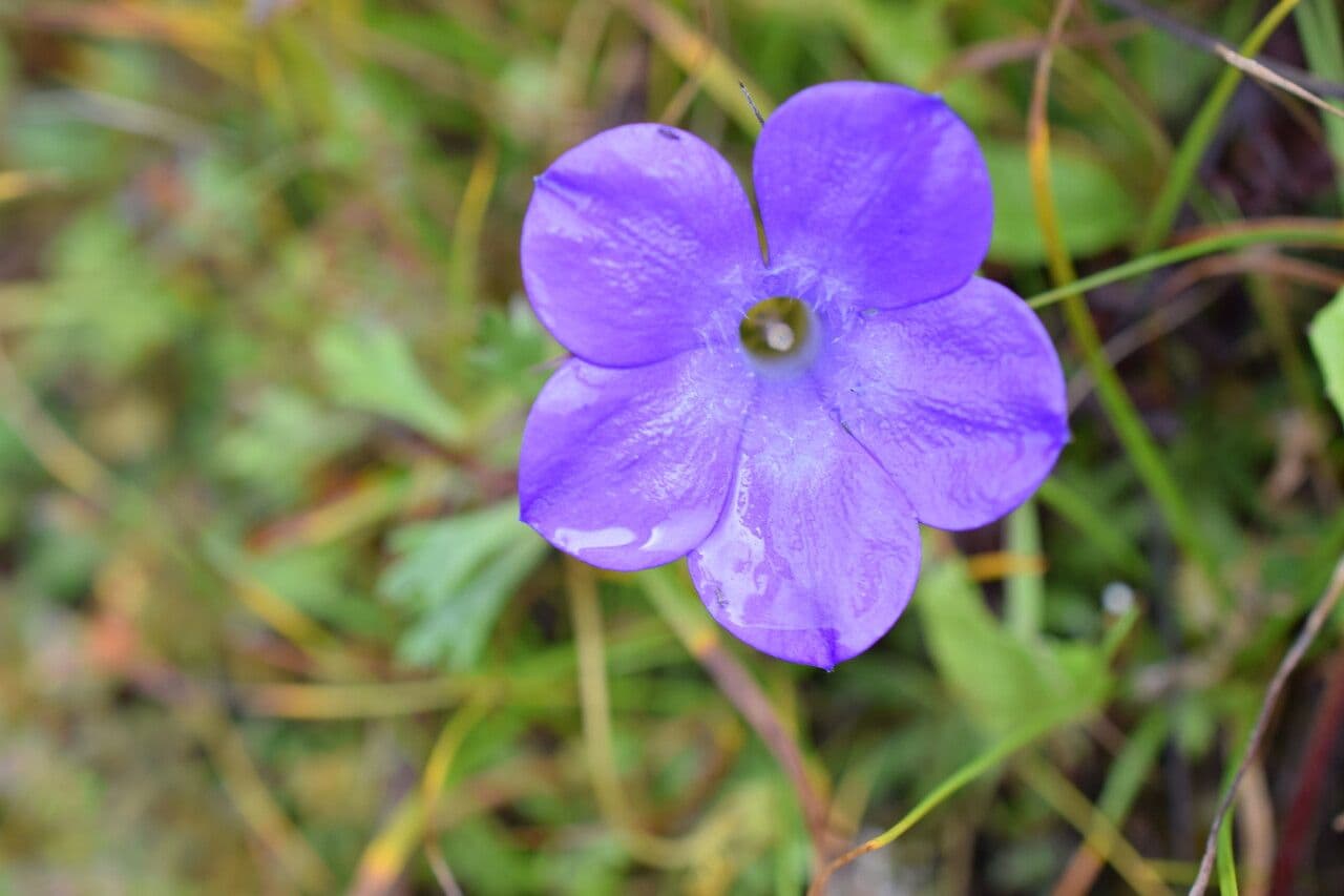 Cyananthus 7