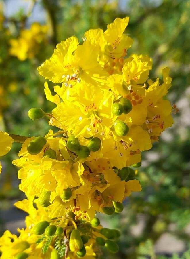 Parkinsonia praecox 6