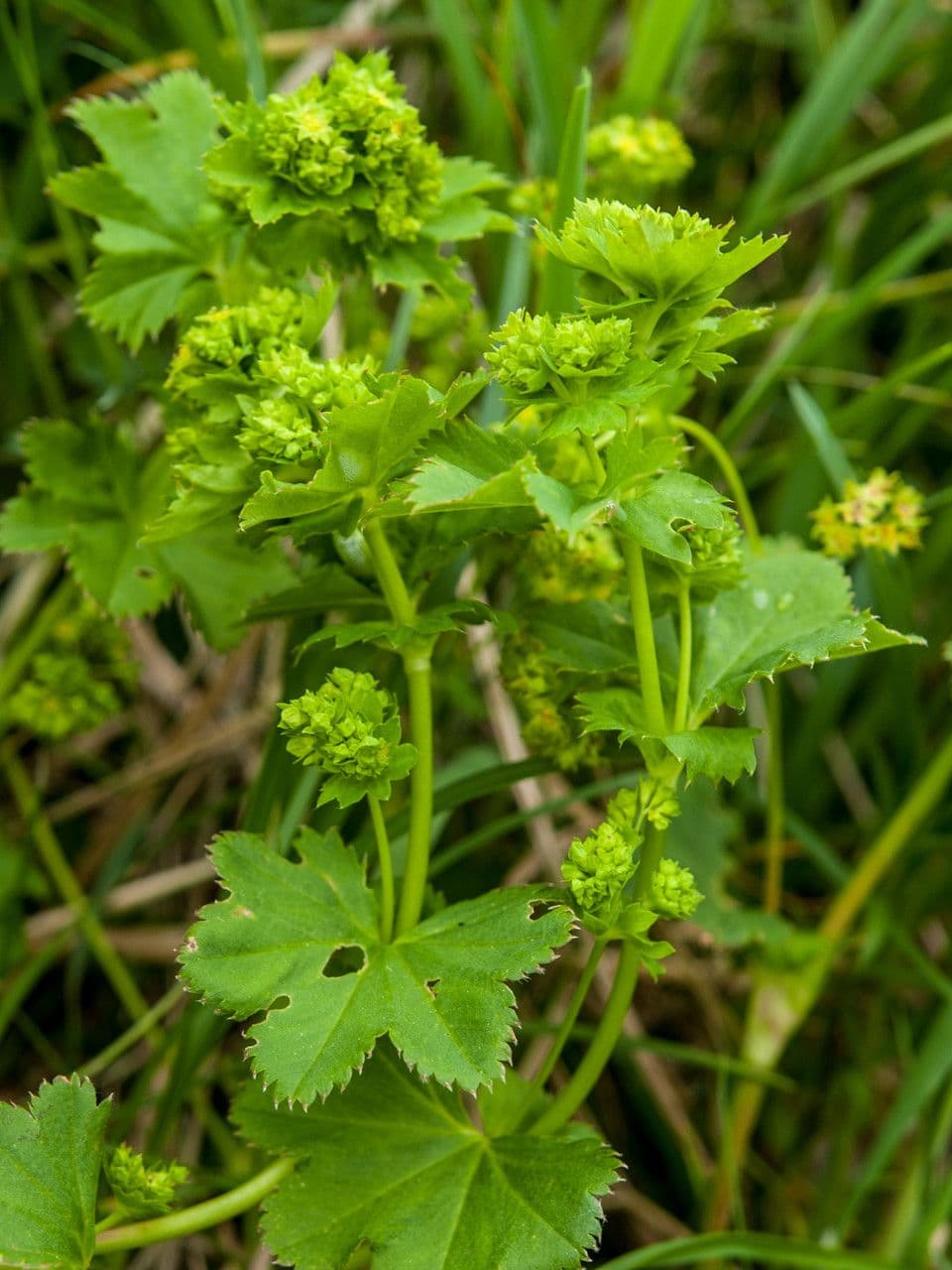 Alchemilla glabra 4