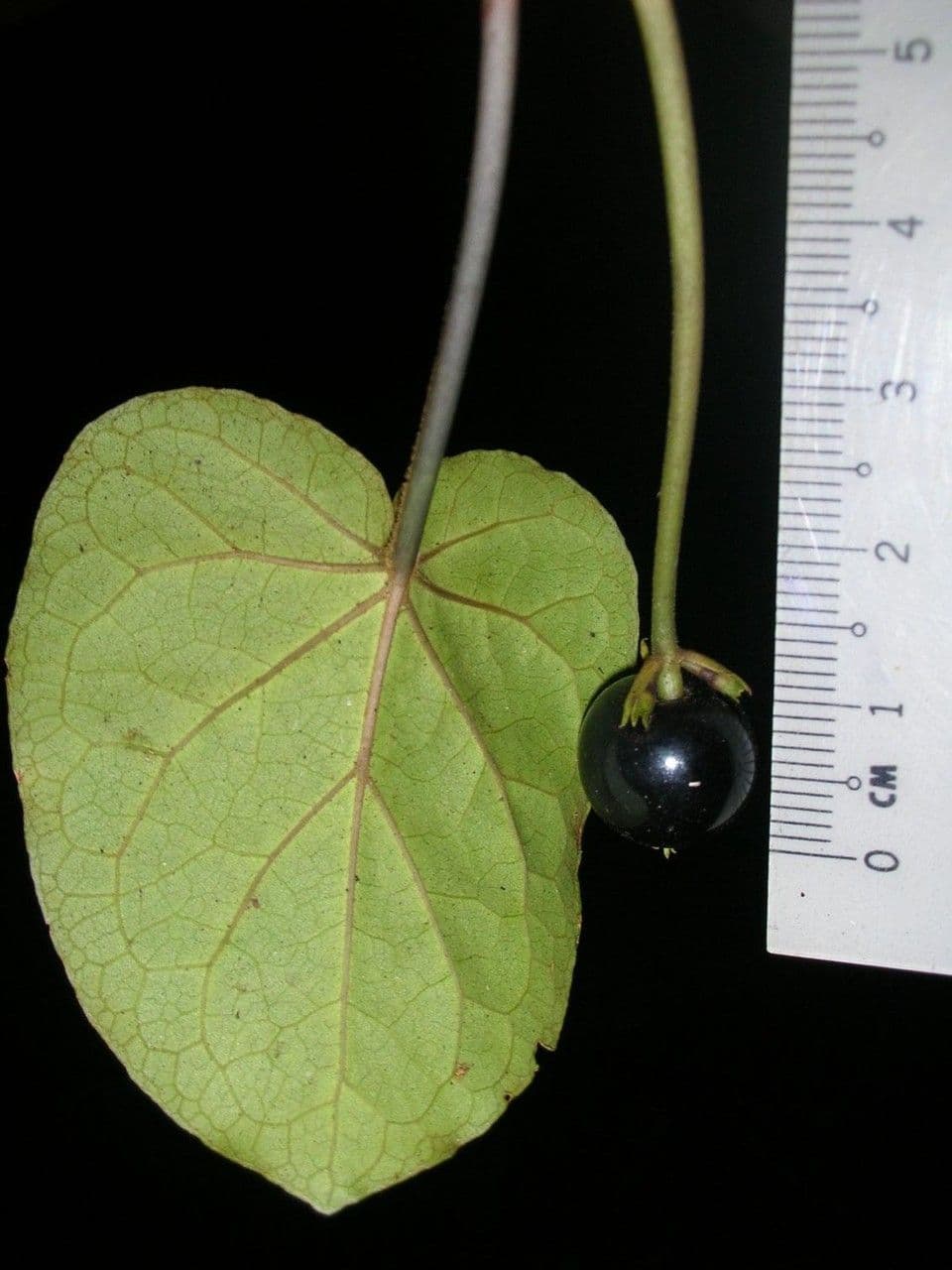 Geophila 10