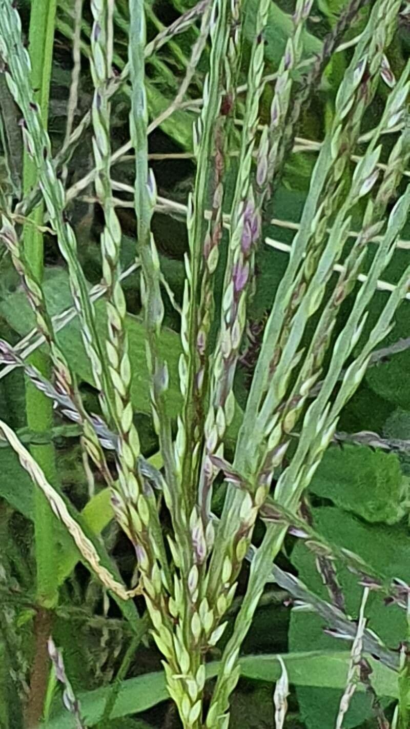 Sanguinella 4
