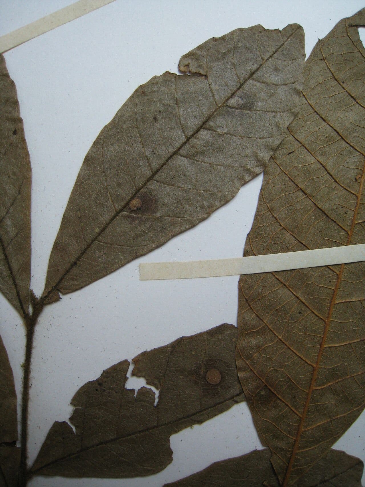Cupania 14