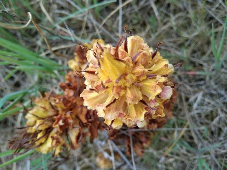 Succiamele gracile 8