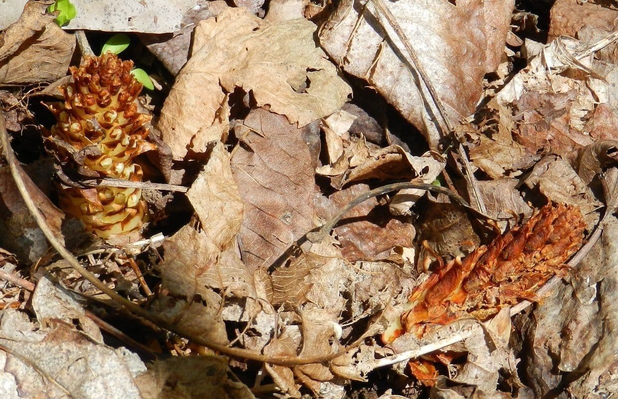 Conopholis 22