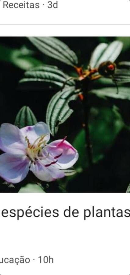 Rosettea