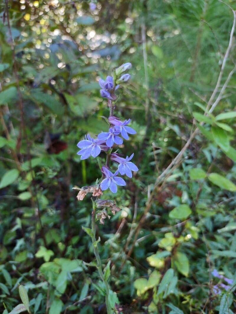 Lobelia puberula 3