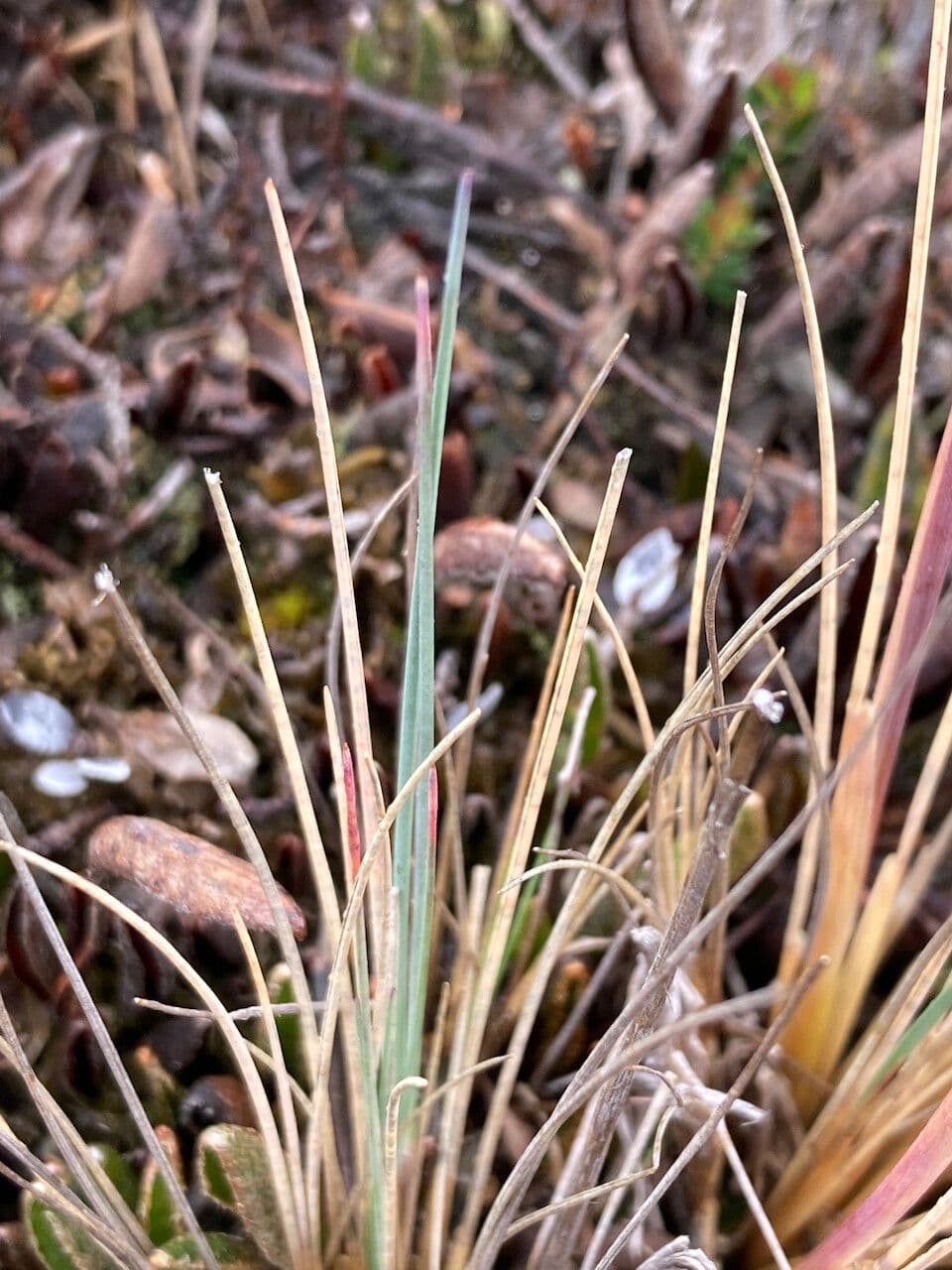 Festuca 12
