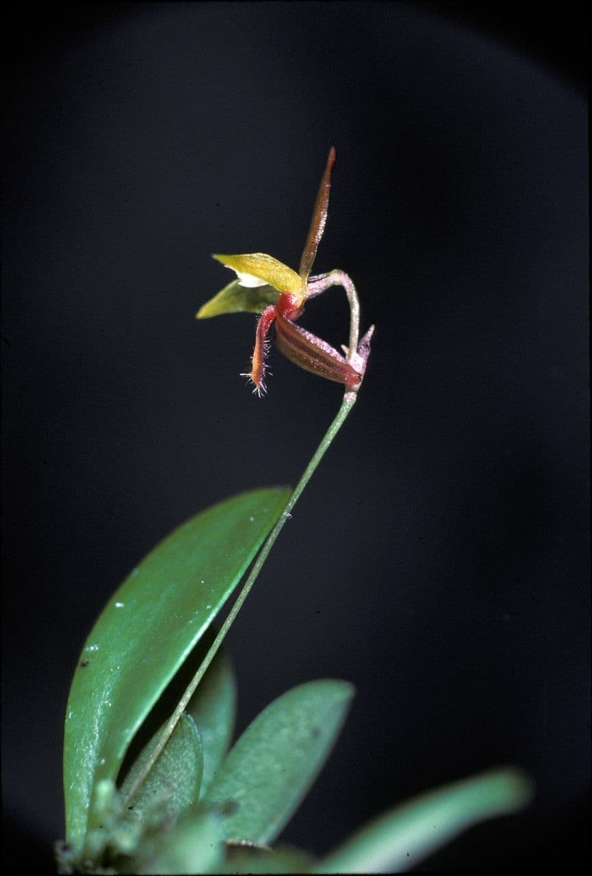 Anathallis 5