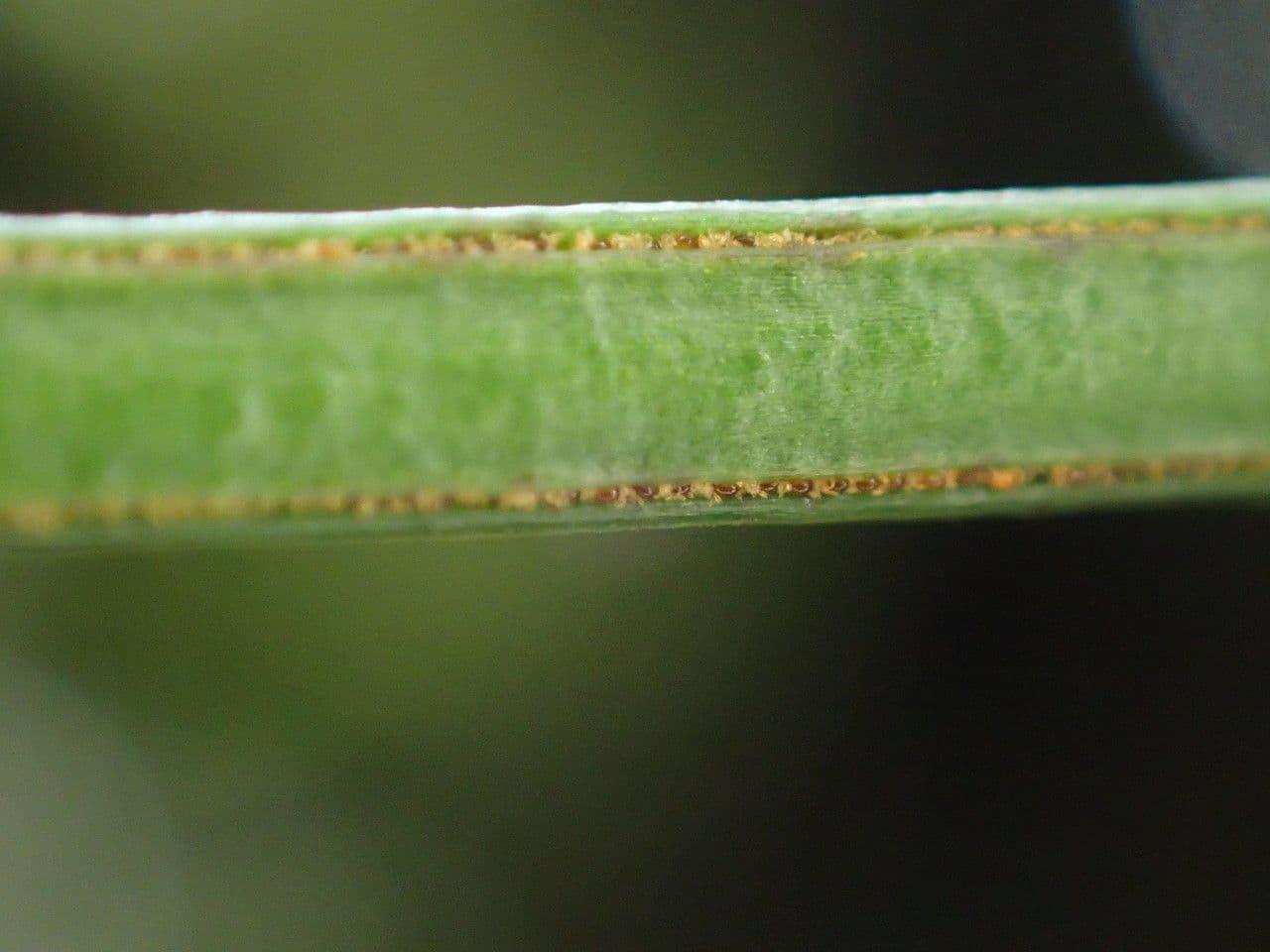 Vittaria 3