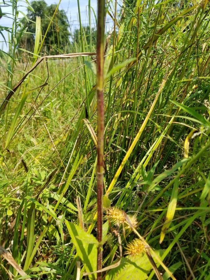 Verbena estricta 17