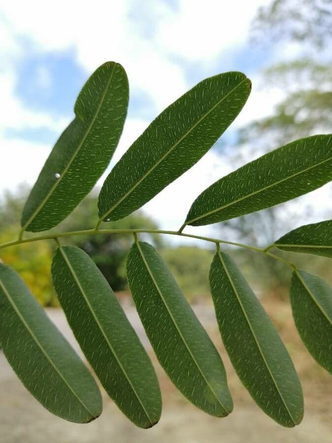 Myrospermum 7