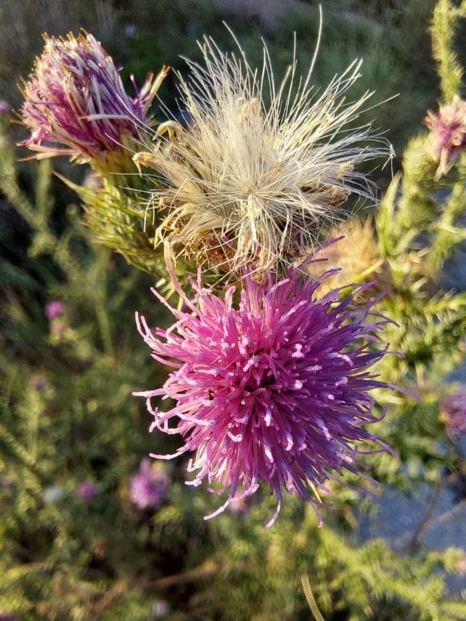 Weg-Distel 10