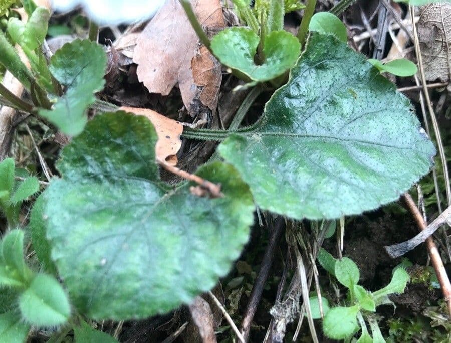 Viola bianca 17
