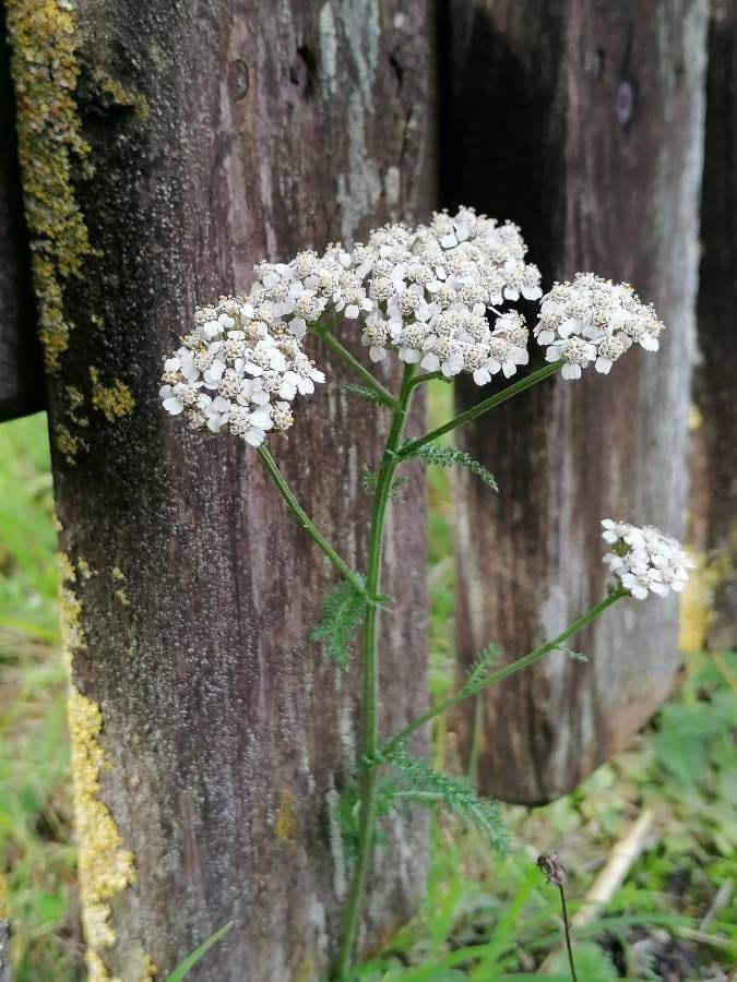 Achillée millefeuille 8