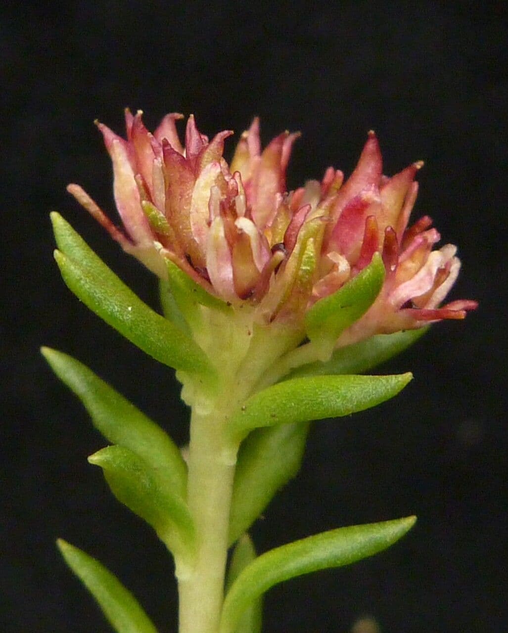 Rhodiola 2
