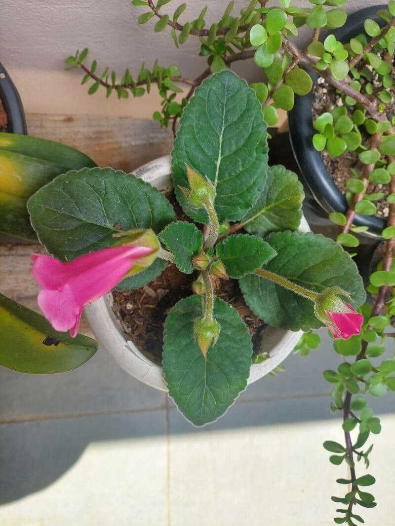 Gloxinia 14