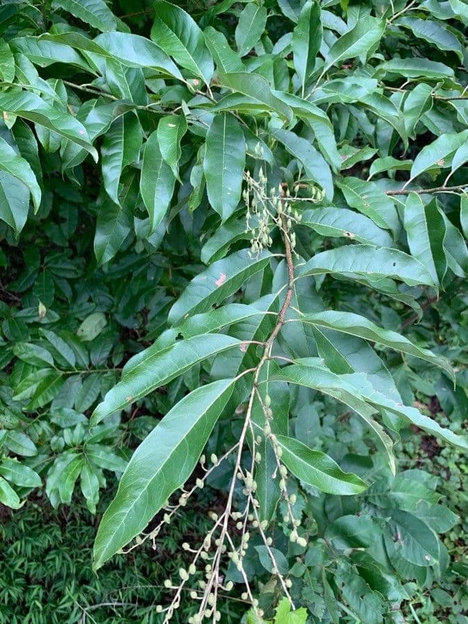 Oxydendrum 17