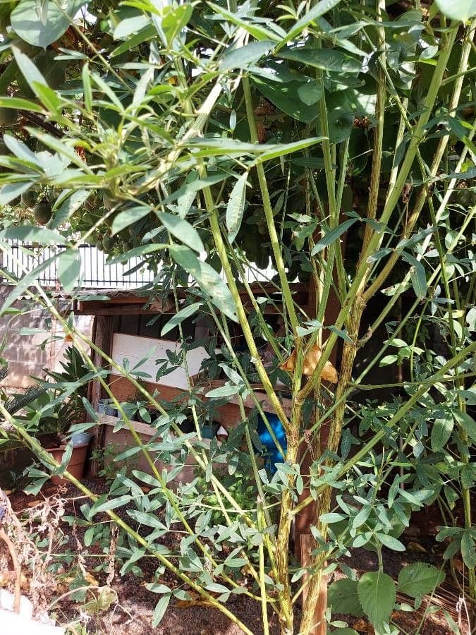 Crotalaria juncea 14