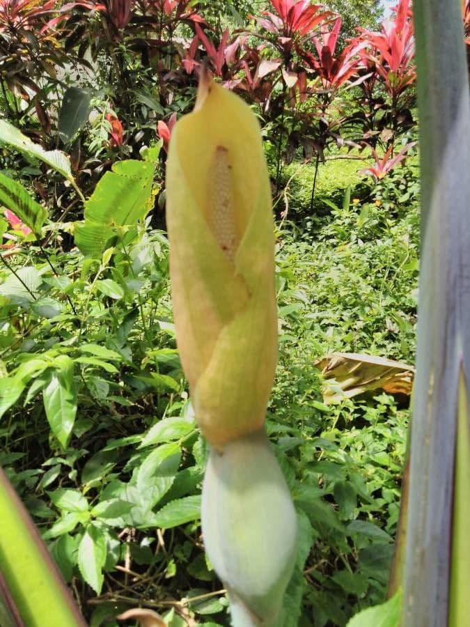 Taro 7