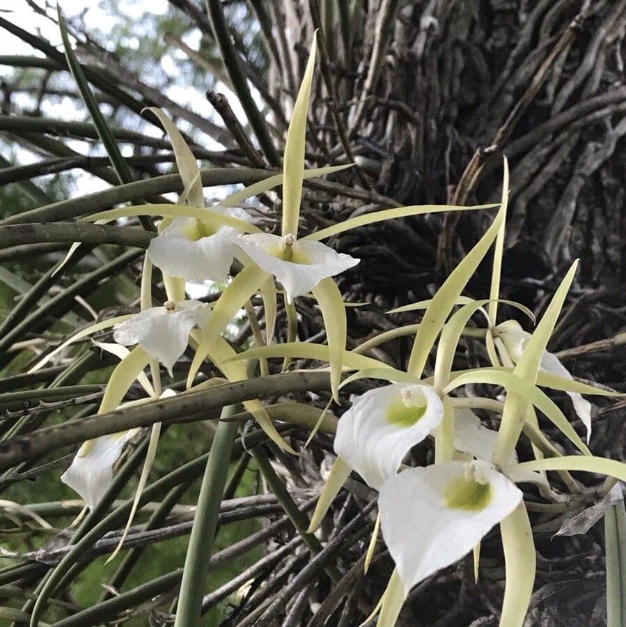 Brassavola 5