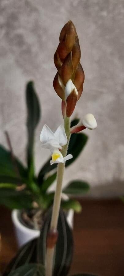 Schmuckorchidee 4