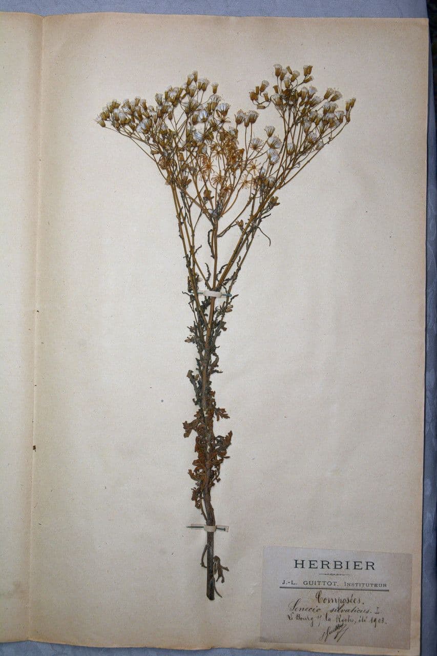 Senecio dei boschi 26