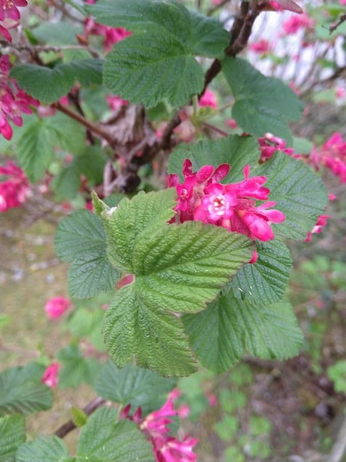 Ribes a fiori 18