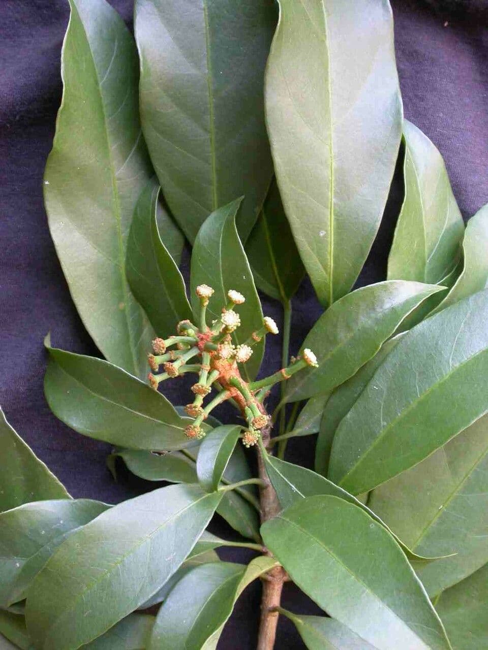 Dendropanax 8