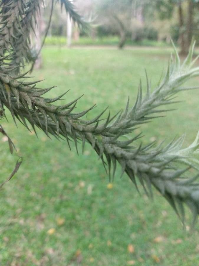 Tillandsia 16