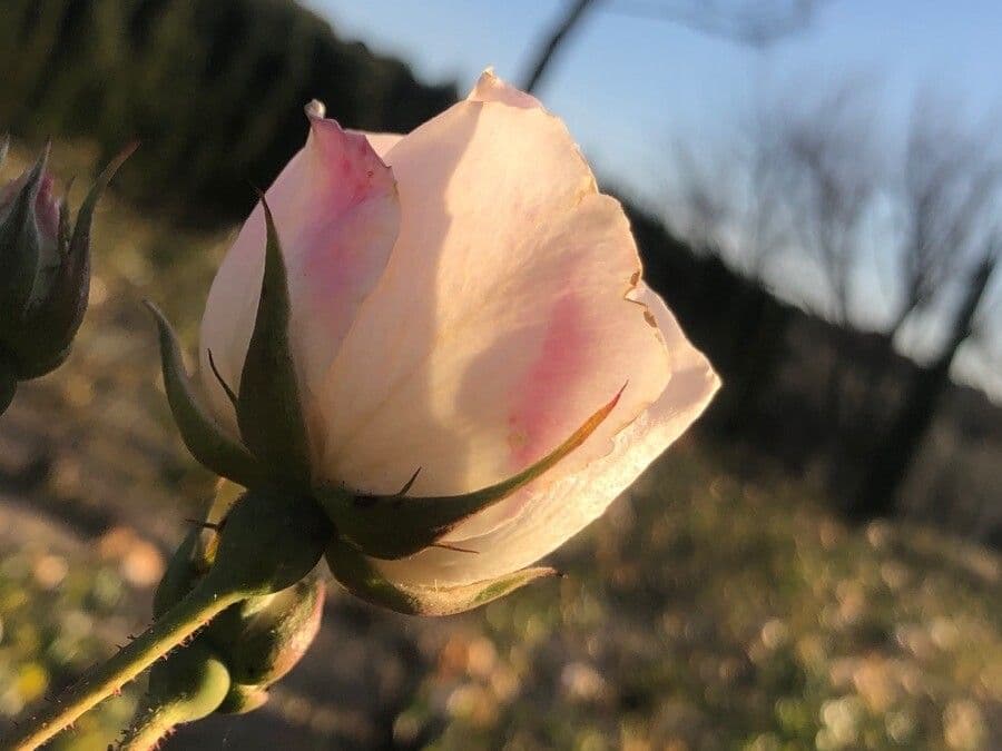 Pouzinii-Rose 6