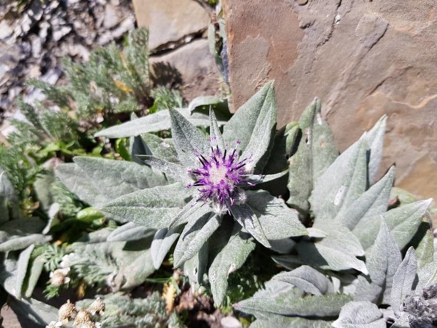 Saussurea 14