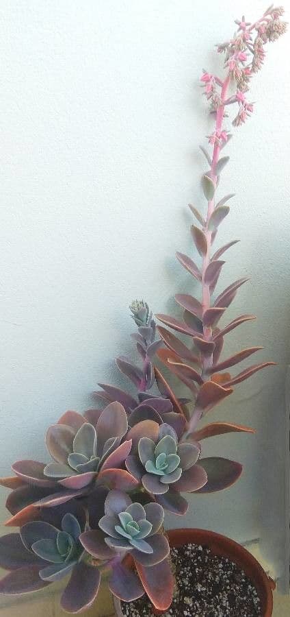 Echeveria 4