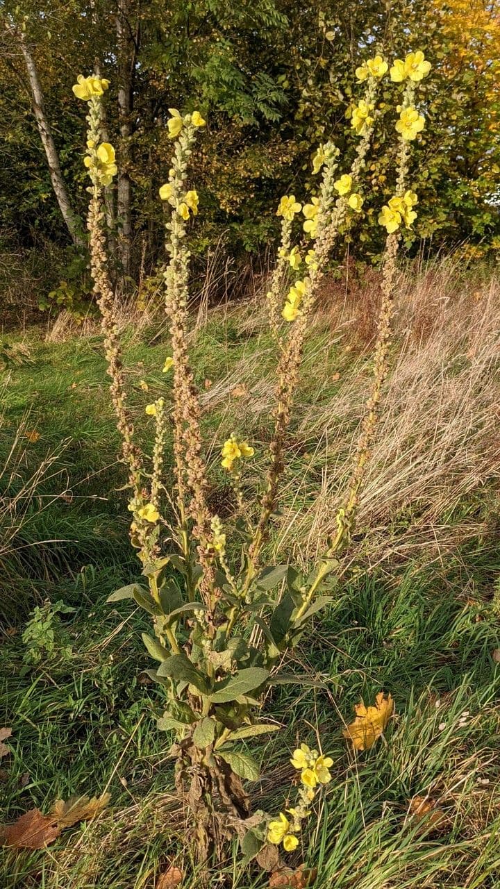 Großblütige Königskerze 11