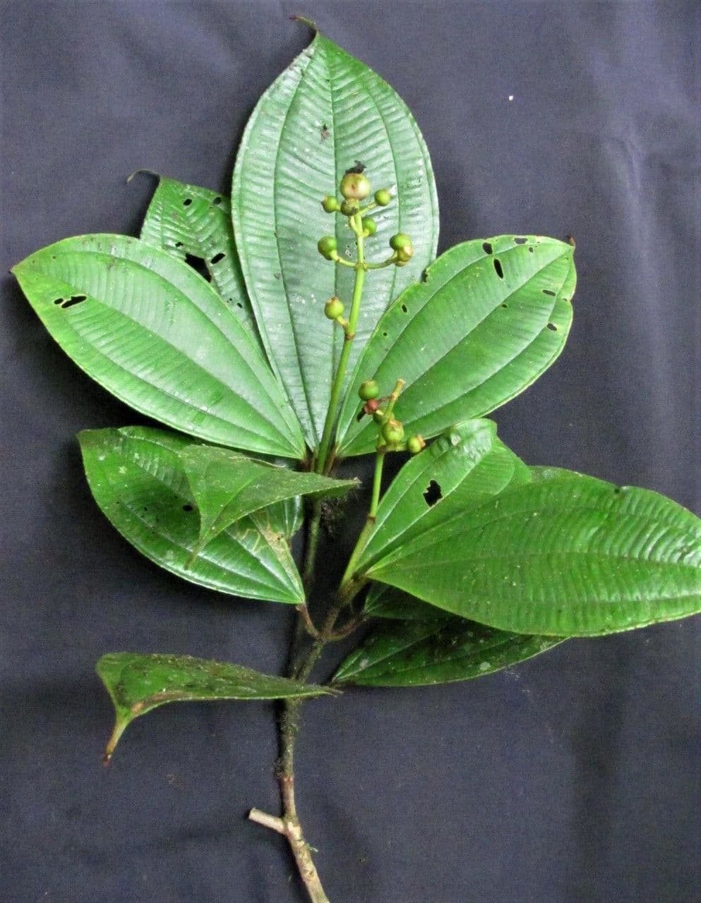 Miconia 22