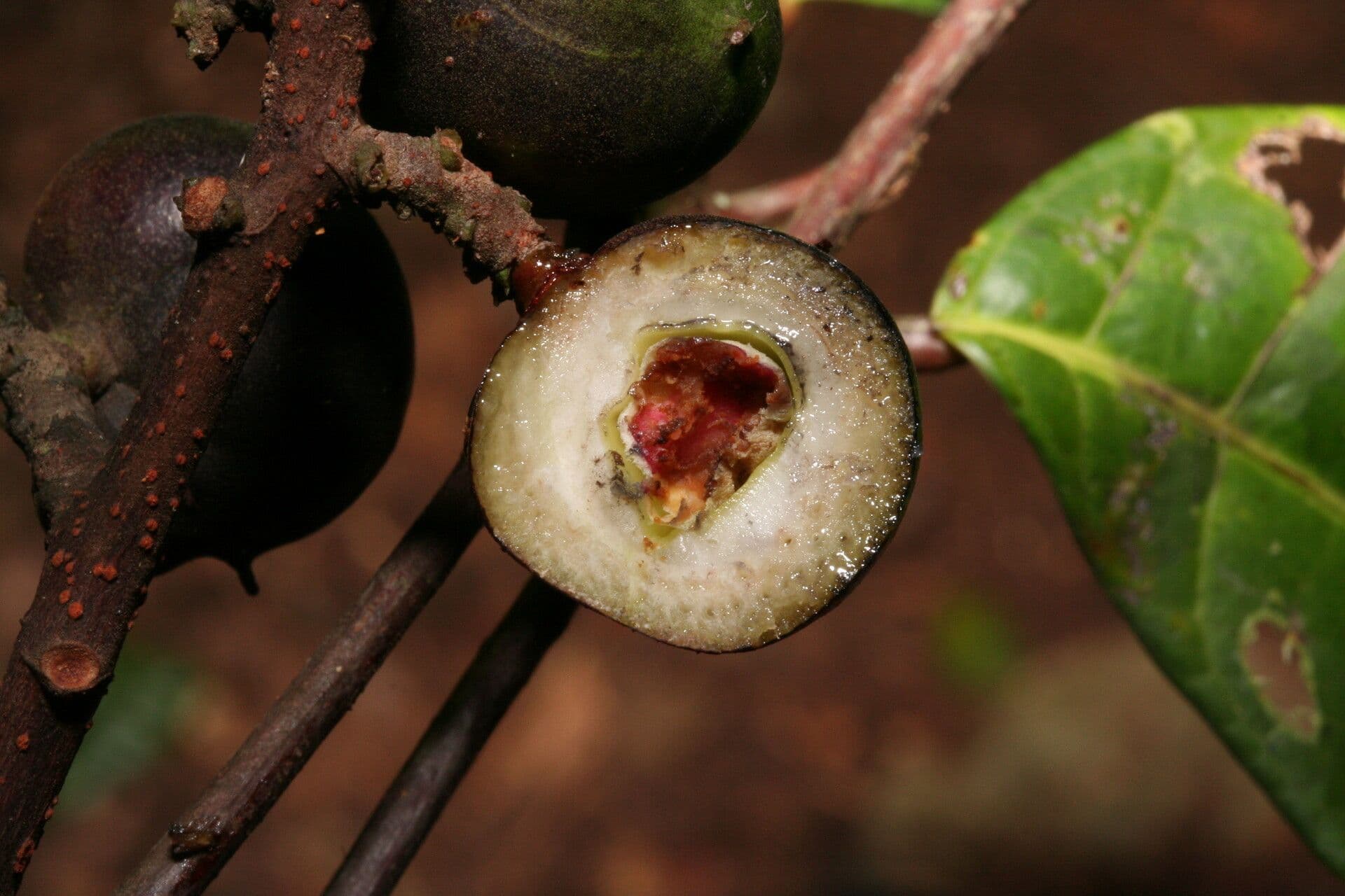 Protium tenuifolium 3