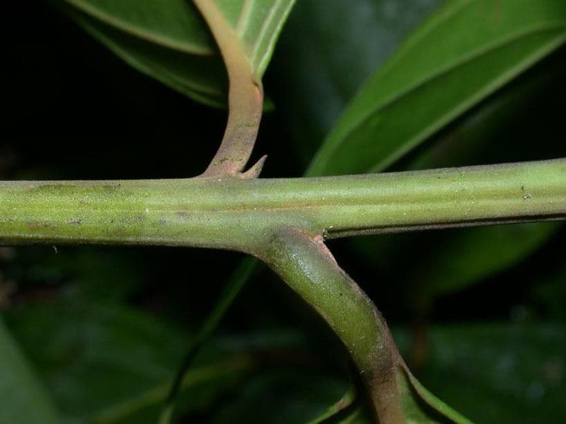 Nectandra 21