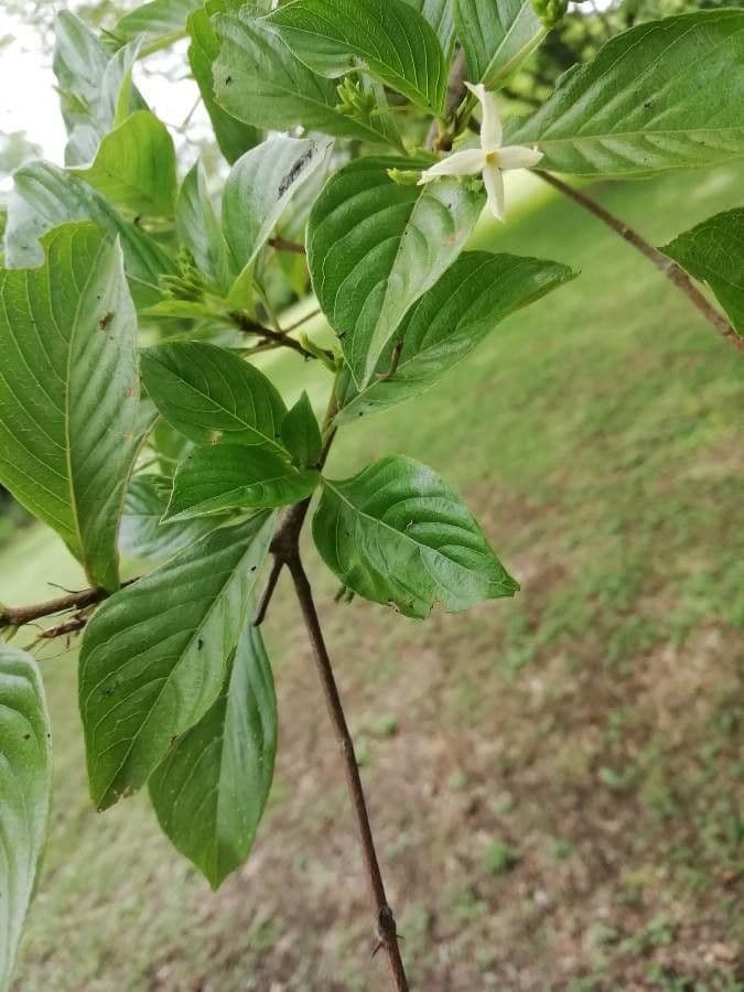 Chomelia spinosa 9