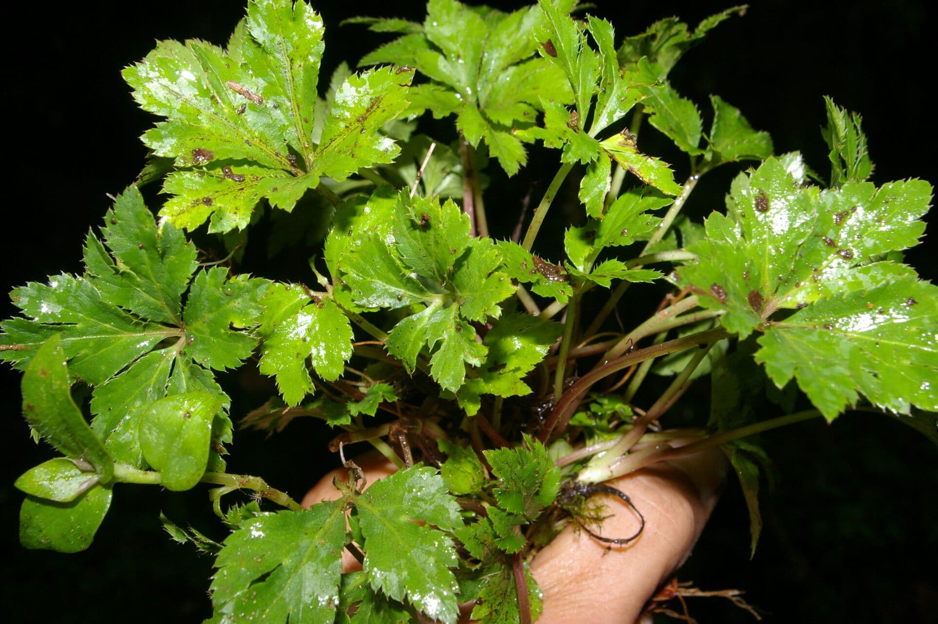 Sanicula 2