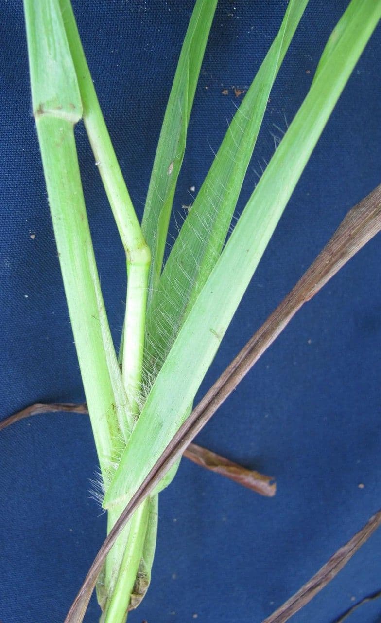 Paspalum plicatulum 18