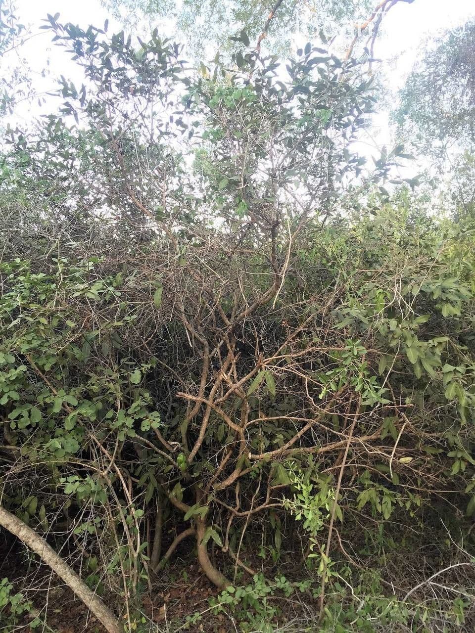 Ochna 9