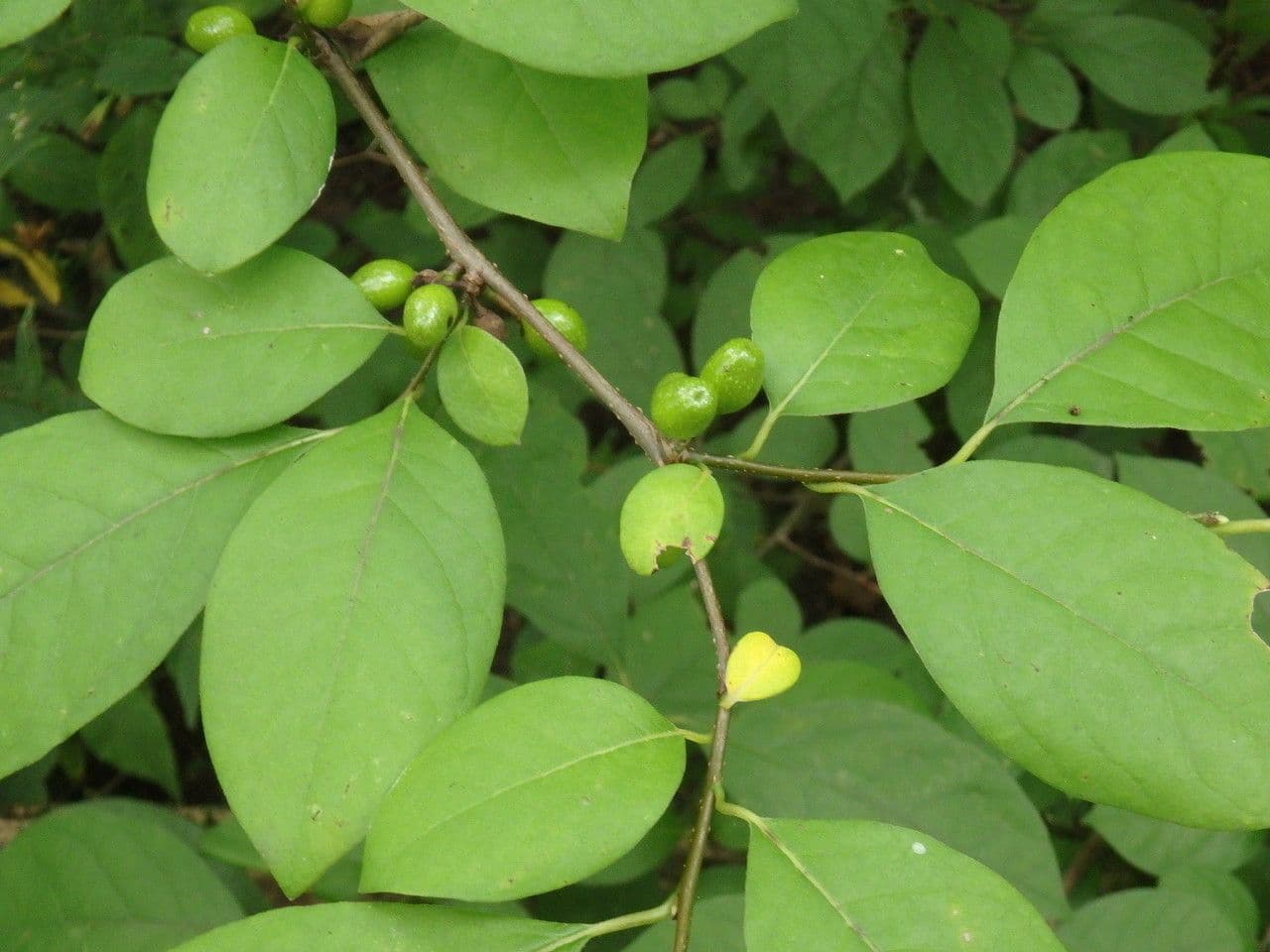 Lindera benzoin 15